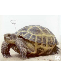 گونه لاکپشت آسیایی Russian Turtle